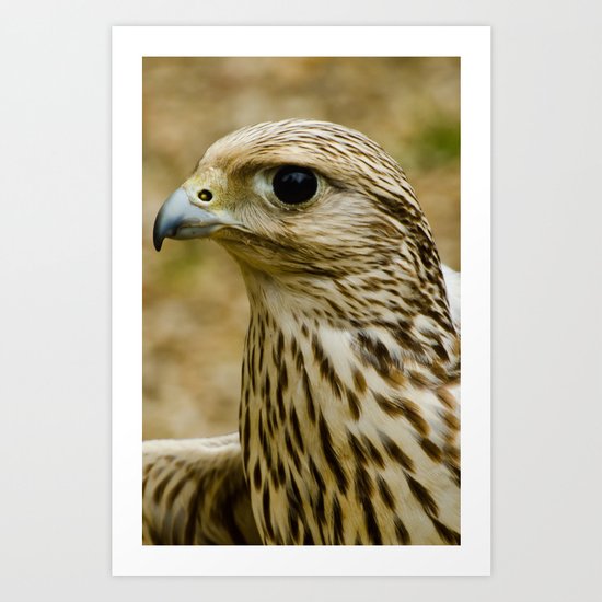 Female Common Kestrel Art Print