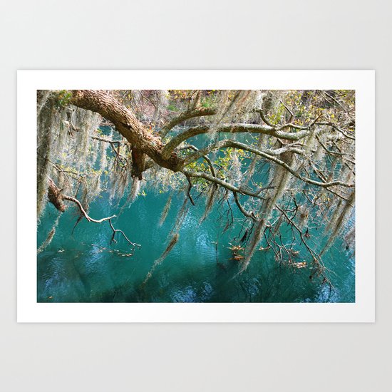 Moss hanging down from the tree Art Print