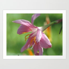 Pink lily Art Print
