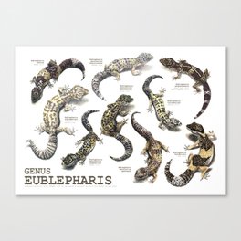 Genus Eublepharis Canvas Print