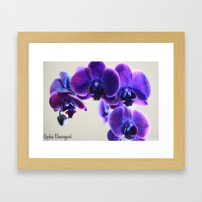 Orchids Framed Art Print