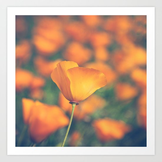 Poppyland Art Print