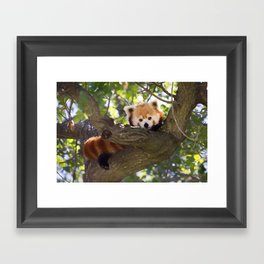 Red Panda Cutie Framed Art Print
