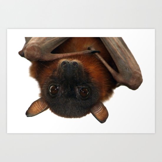 Little Red Flying Fox Hanging Out Art Print
