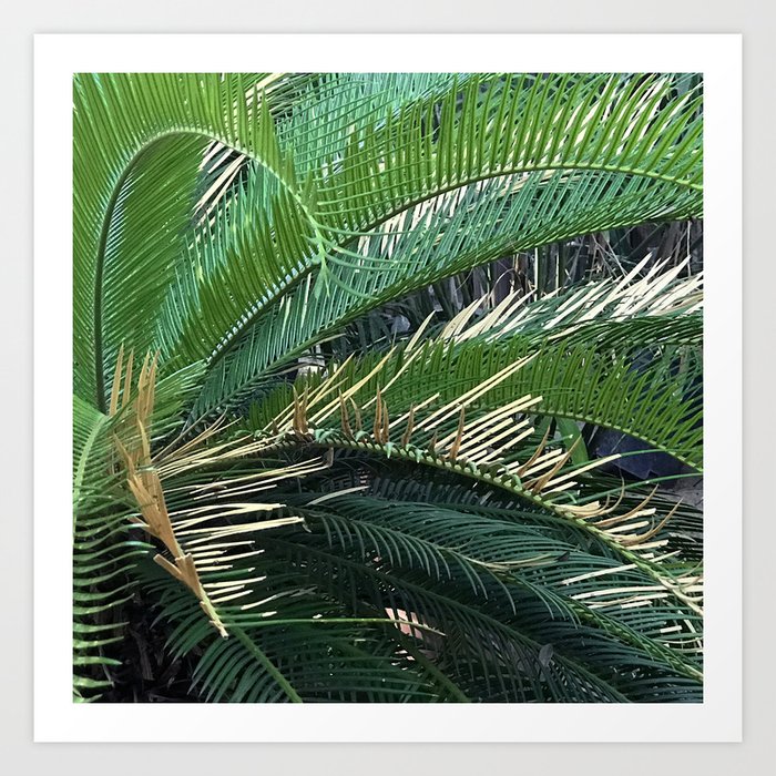 Exotic Tropical Island Palm Tree Leaves Art Print