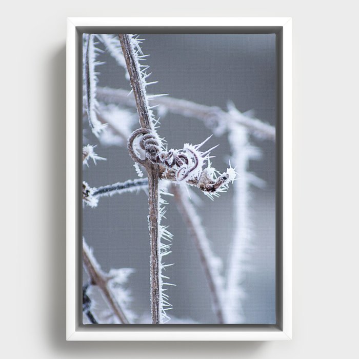 frozen Framed Canvas