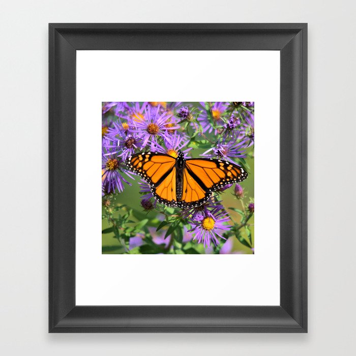 Monarch Butterfly on Wild Asters (square) Framed Art Print