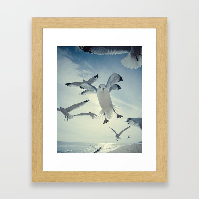 Seagull {Four} Framed Art Print