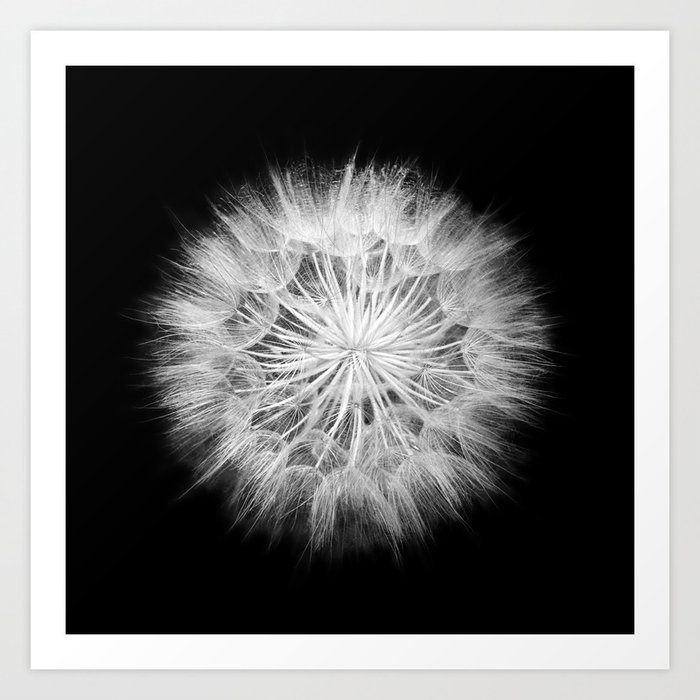 Black And White Dandelion Macro Nature Photography Art Print By Kristiangallagher