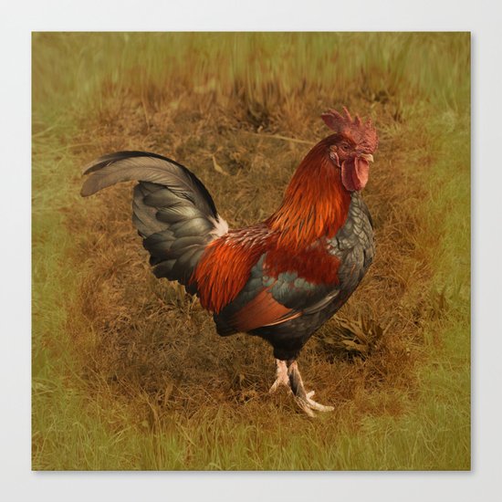 ROOSTER - 026 Canvas Print