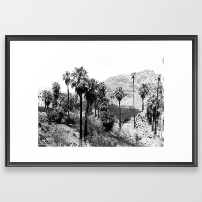 Palm Canyon near Palm Springs c.1901 Framed Art Print