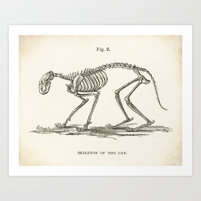 Illustration Of A Cat Skeleton Anatomy Medical Bones Art