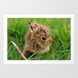 Leveret In The Grass Art Print | Mammals, Rabbit, Bunnies, Animal, Portraits, Hare, Babies, Marchhare, Wildlife, Leverets 