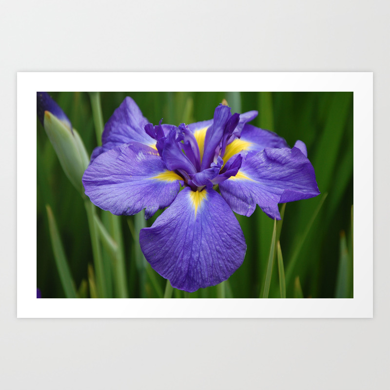 Purple Iris Flower Art Print By Kellystiles Society6