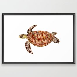 Green turtle Chelonia mydas Framed Art Print
