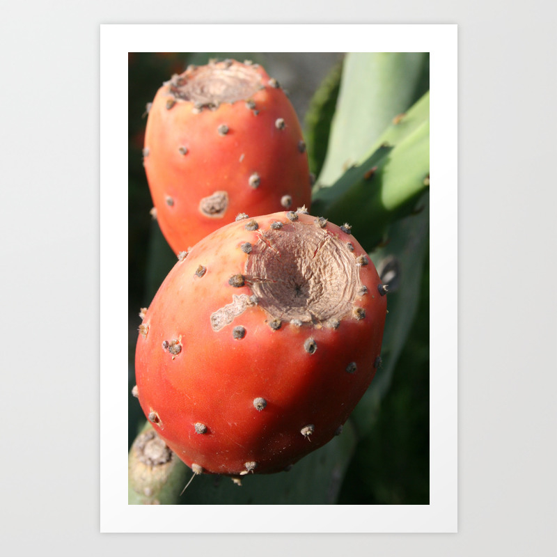 Prickly Pear Cactus Fruit Indian Fig Art Print By Taiche Society6