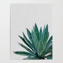 Agave Cactus Poster