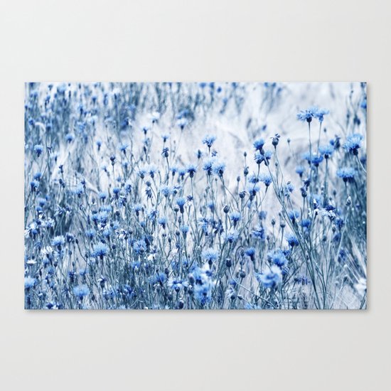 Cornflowers in summer time Canvas Print