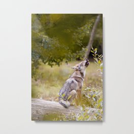 Jeune loup gris Metal Print | Forest, Clearing, Woods, Digital, Eurasianwolf, Youngwolf, Green, Wolf, Photo, Wildlife 