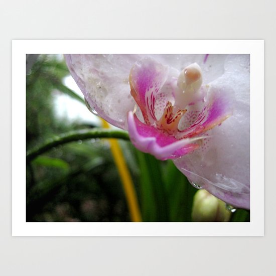 Orchid Mornings Art Print