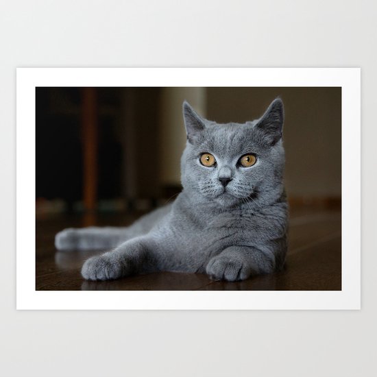 Diesel the cat 1 Art Print