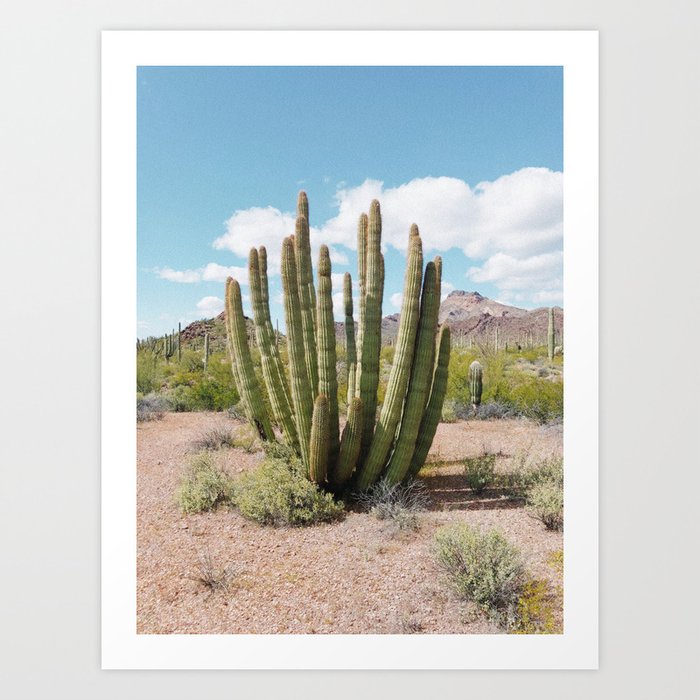 Organ Pipe Cactus Arizona Desert Art Print