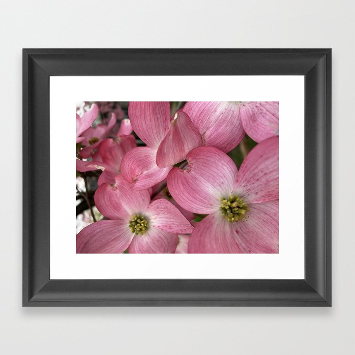 Playful Pink Dogwood Flowers Blooms Framed Art Print