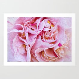 Strawberry Blonde Camellia Art Print | Flowers, Bouquet, Macro, Strawberryblonde, Floatingpetals, Floral, Digital, Petal, Strawberry, Bloom 