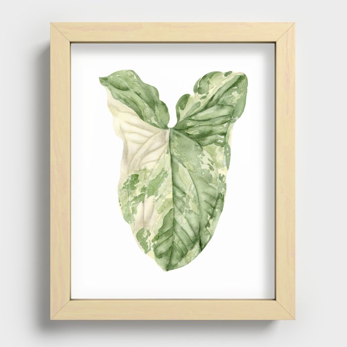 Syngonium Albo Variegata Watercolor Leaf Painting Recessed Framed Print