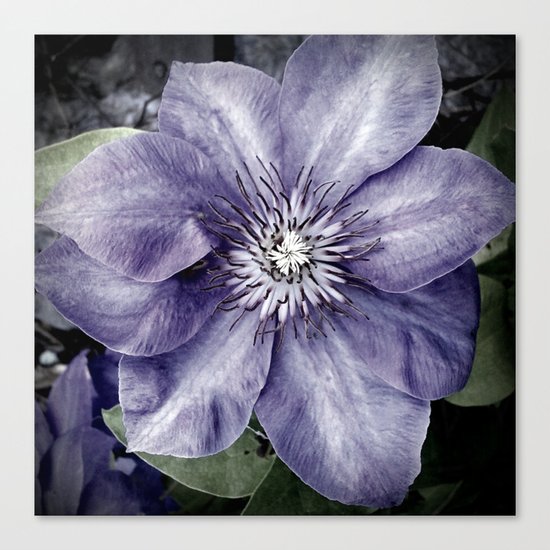 Clematis Canvas Print