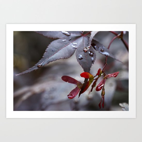 Japanese Maple Seeds II Art Print