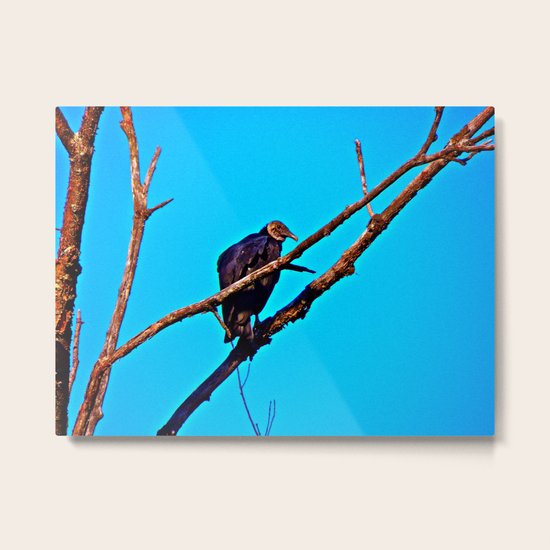Waiting Metal Print