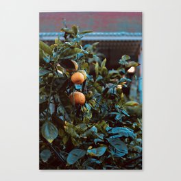 Oranges in the Courtyard Canvas Print