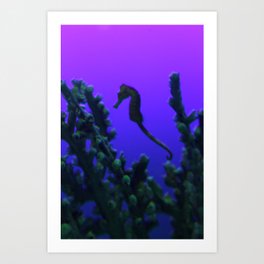 Seahorse I Art Print | Seahorse, Seaweed, Marine, Gradient, Aquarium, Photo, Underwater, Aquatic 