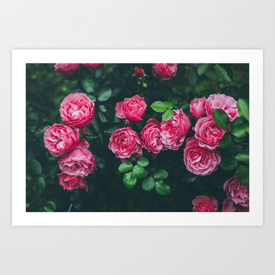 rose Art Print