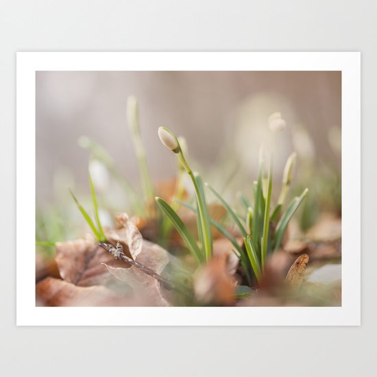 Spring awakening Art Print