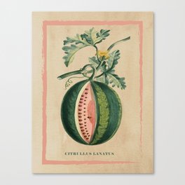 Vintage Botanical Print VI Canvas Print