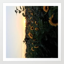Sunflower field, out east, LI, photography, photo nature, sunset Art Print