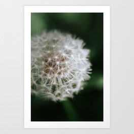 Dandelion Art Print