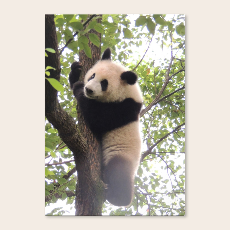 Chongqing Baby Giant Panda Bebe Panda Geant Canvas Print By Sylviecharbonneau Society6 Chongqing Baby Giant Panda Bebe Panda Geant Canvas Print By Sylviecharbonneau Society6