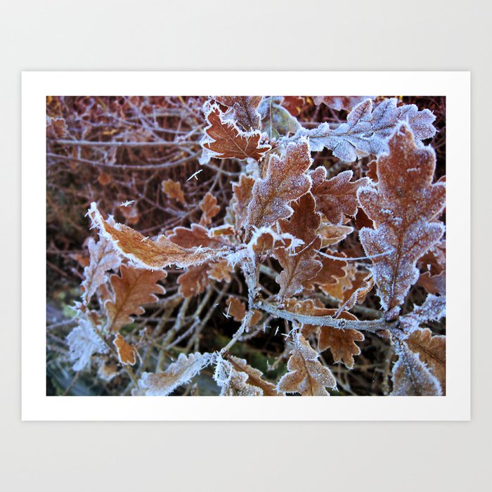 Oak leaves in frost Art Print