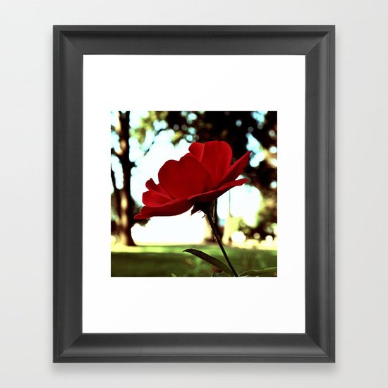 Autumn red rose Framed Art Print