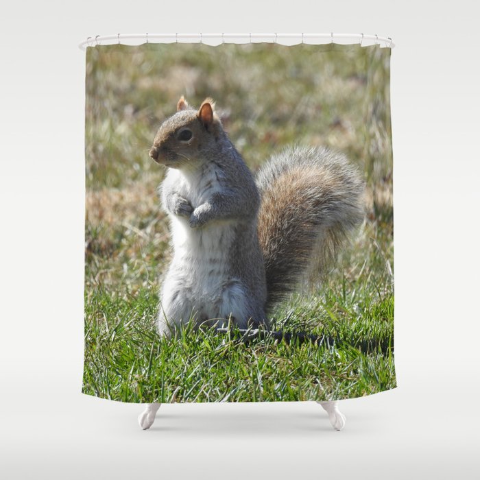 Wildlife photography, Eastern Gray Squirrel, nature Shower Curtain