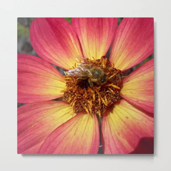 wild bee macro VIII Metal Print