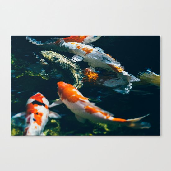 Koi Fish In Water Canvas Print