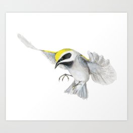 Golden Winged Warbler Art Print