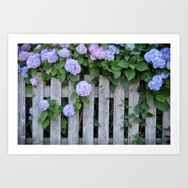 Hydrangea Fence in Cape Cod Art Print