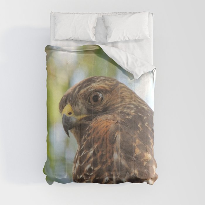 Young Red-Shouldered Hawk in a Desert Willow Comforter