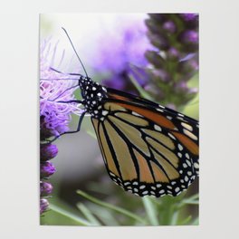 Monarch on Liatris  Poster