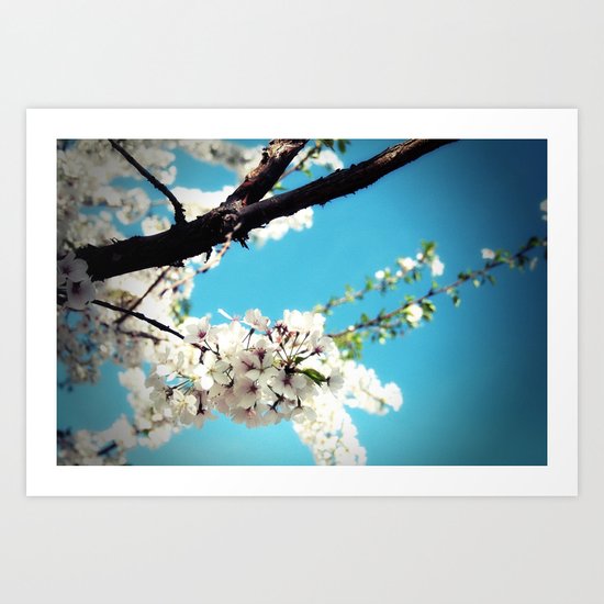 Blossoms Art Print